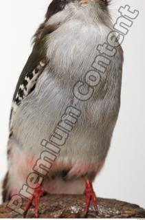 Cuban Trogon-Priotelus temnurus 0032